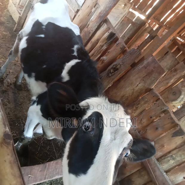 Bullying Heifers Available - thumbnail 12