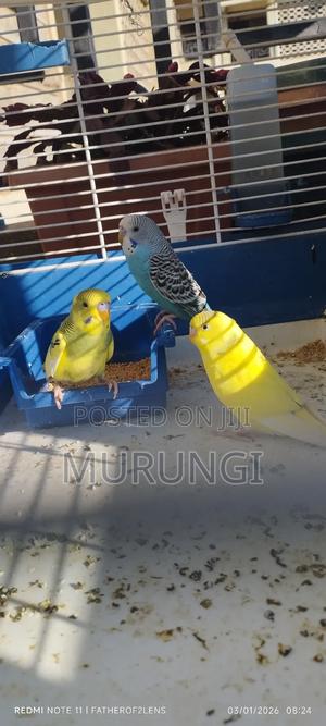 Budgerigars and Peafowls - thumbnail 2
