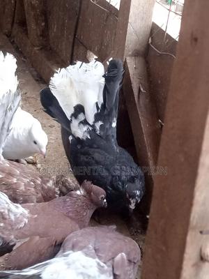 Ornamental - main view