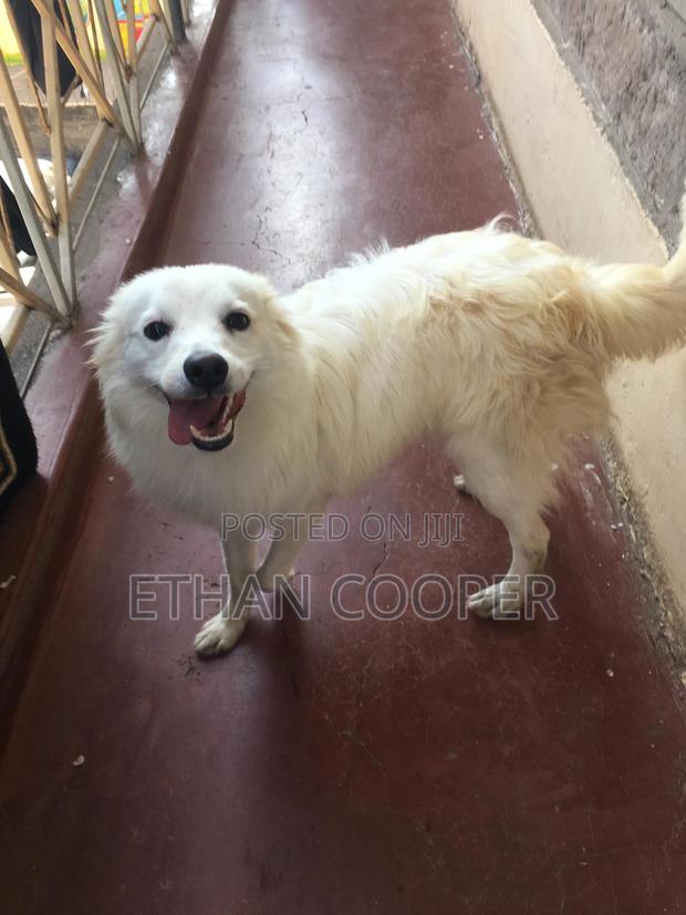 6-12 months Male Purebred Japanese Spitz