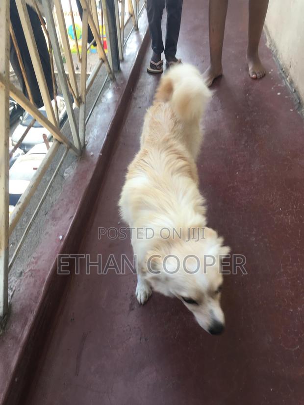 6-12 months Female Purebred Japanese Spitz - thumbnail 3