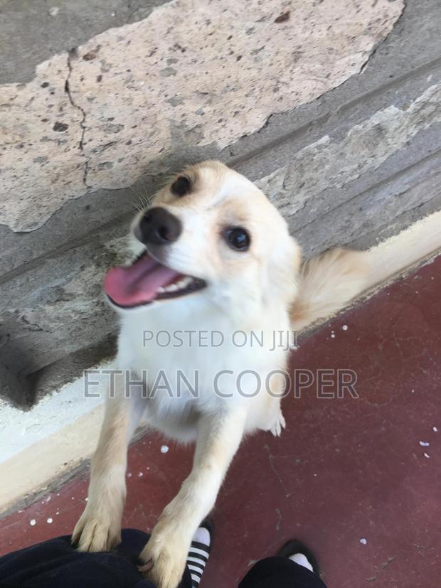 6-12 months Female Purebred Japanese Spitz - thumbnail 4