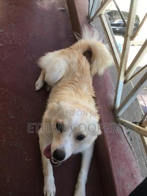 6-12 months Female Purebred Japanese Spitz - thumbnail 2