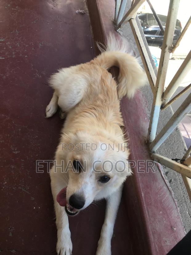 6-12 months Female Purebred Japanese Spitz - main view