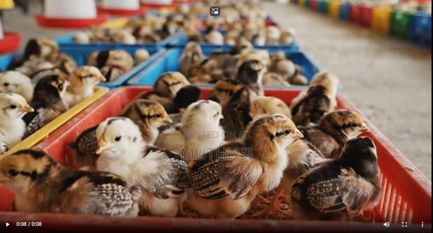 Improved Kienyeji Chicks - main view