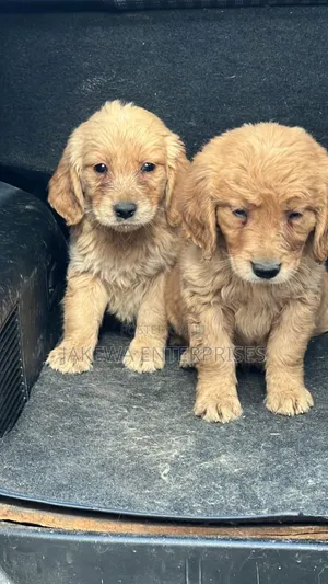 1-3 months Male Purebred Golden Retriever