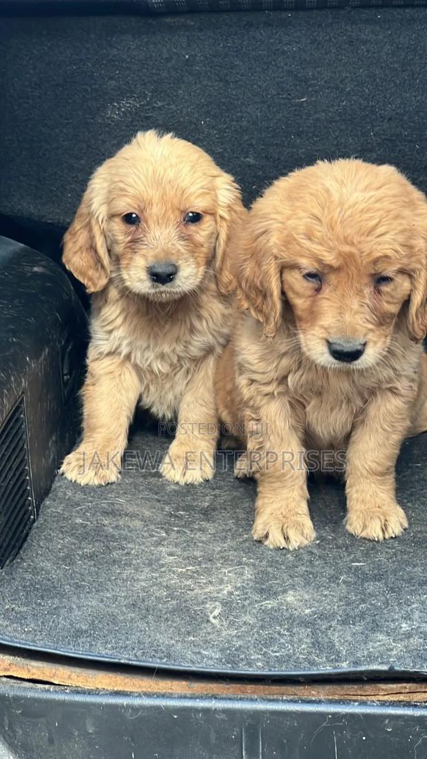 1-3 months Male Purebred Golden Retriever