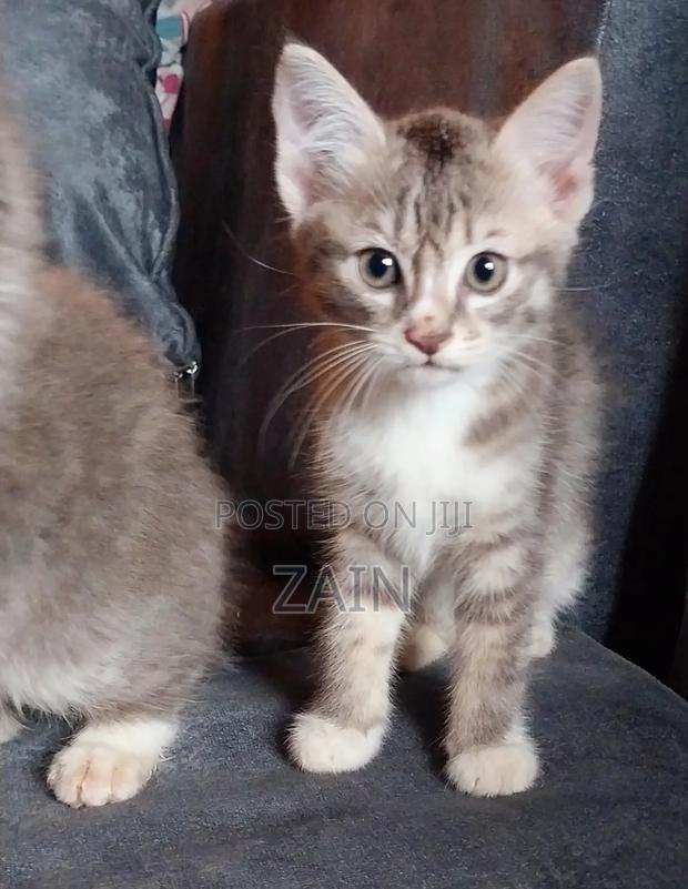 1-3 months Female Purebred Tabby - thumbnail 4