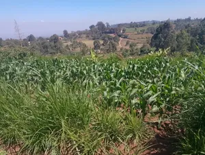 Mua Hills Near Rador Station 3 Plots for Sale