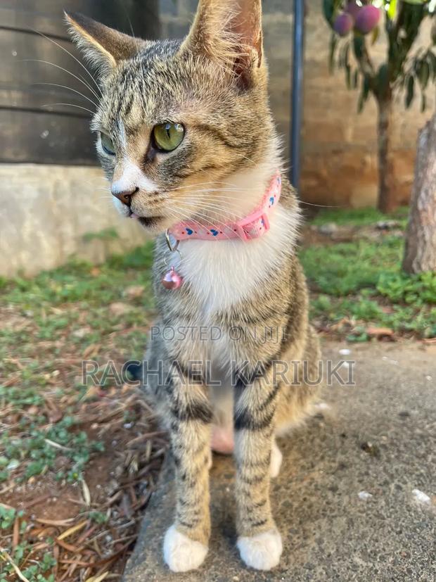 Cat Collars - thumbnail 4