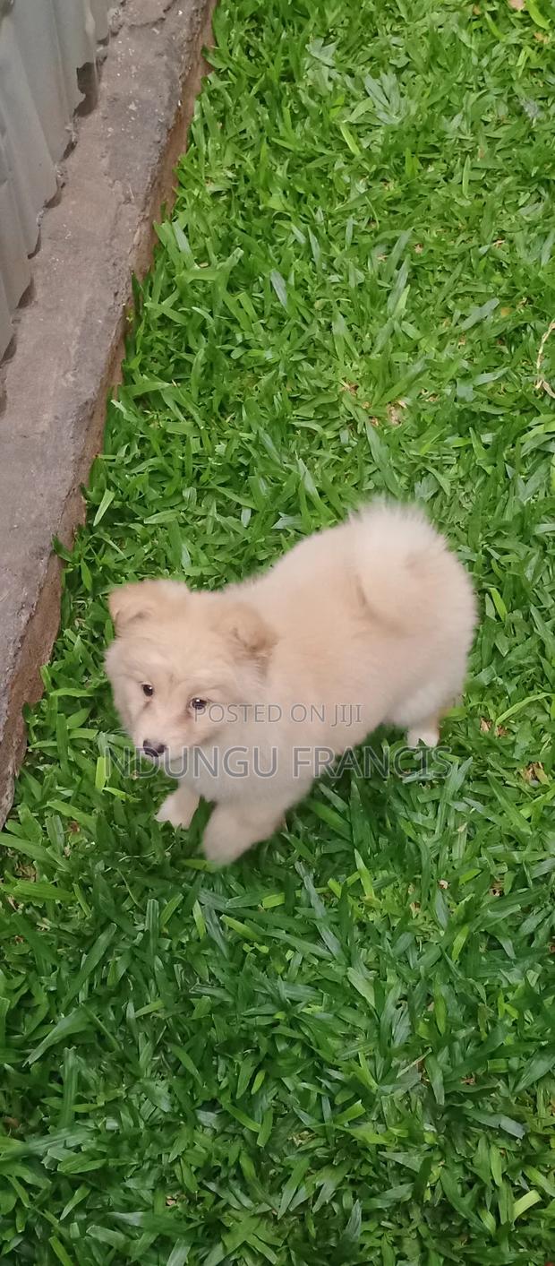6-12 months Female Purebred Japanese Spitz