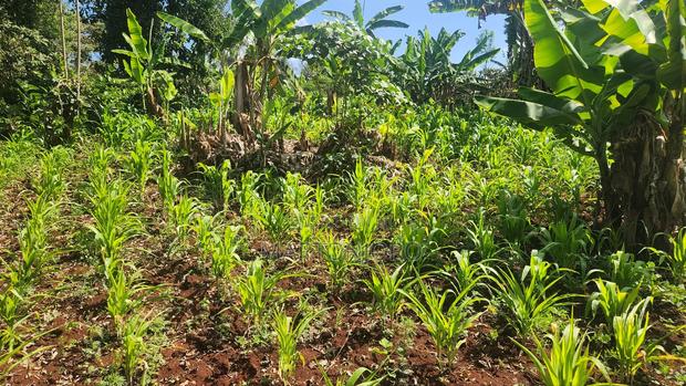 2 Acres in Gatundu South - thumbnail 4