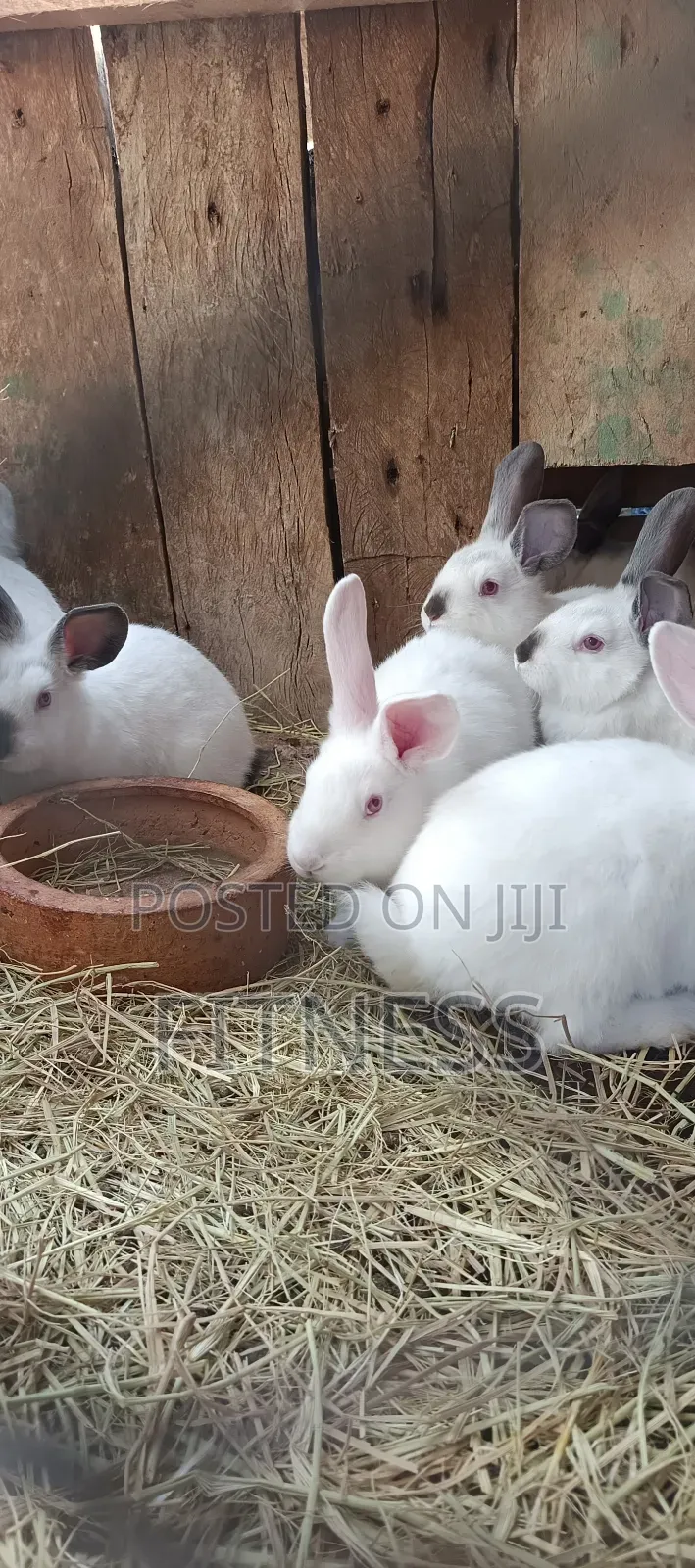 Pure Breed and Hybrid Rabbits