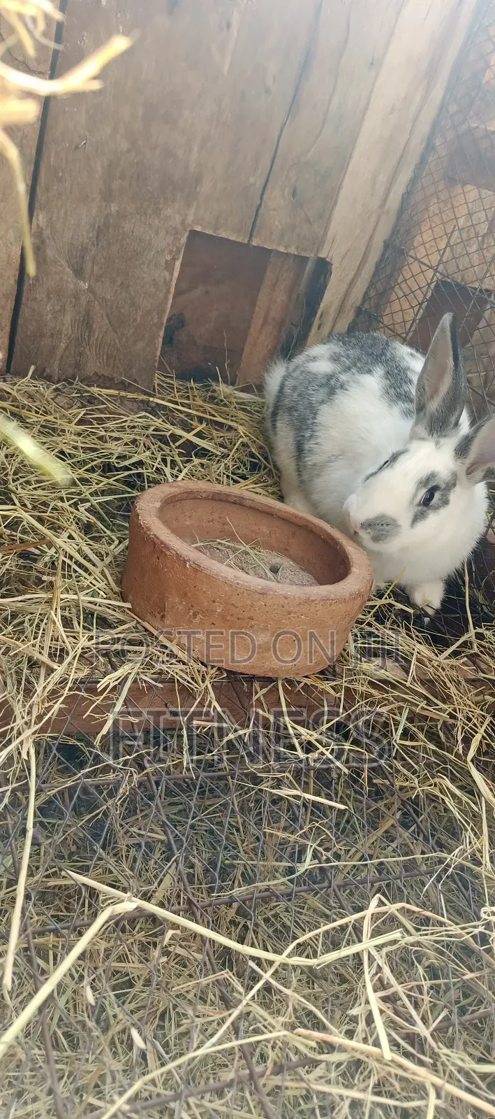 Pure Breed and Hybrid Rabbits