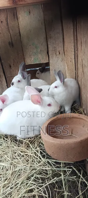 Pure Breed and Hybrid Rabbits