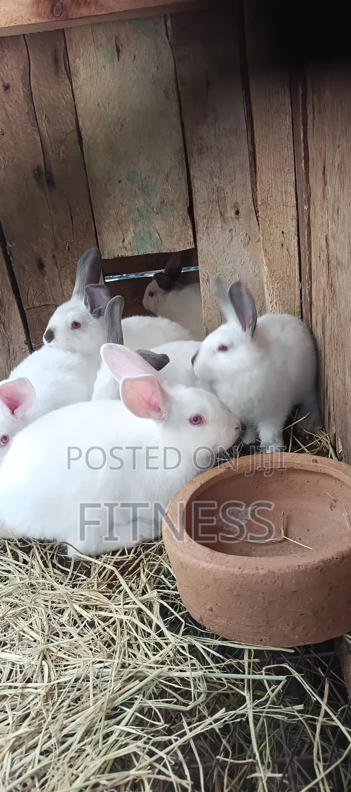 Pure Breed and Hybrid Rabbits
