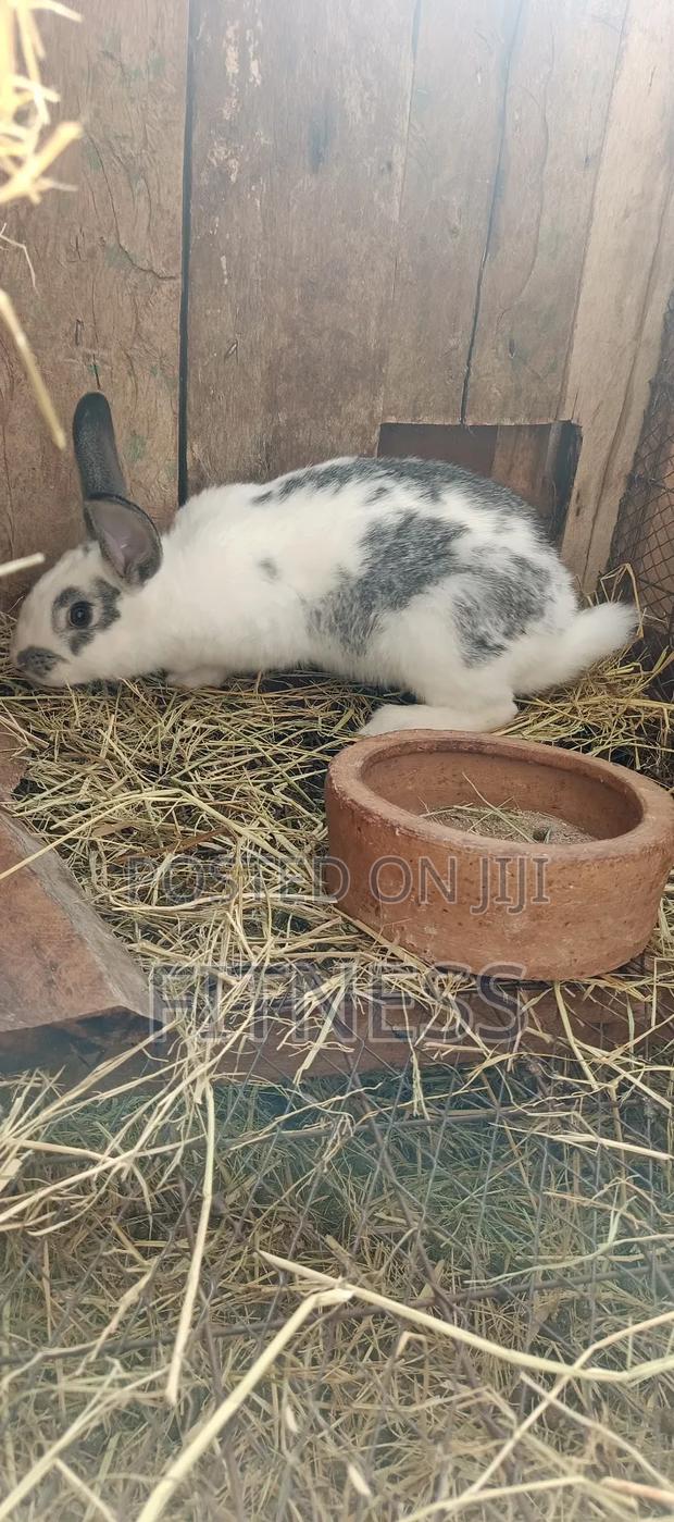 Pure Breed and Hybrid Rabbits - thumbnail 13