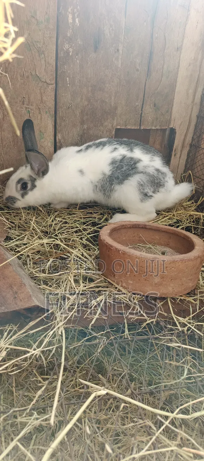 Pure Breed and Hybrid Rabbits