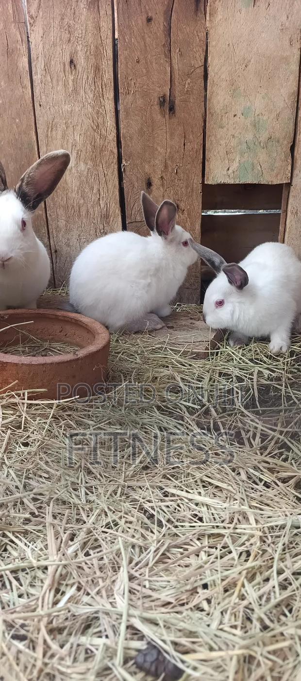 Pure Breed and Hybrid Rabbits - thumbnail 14