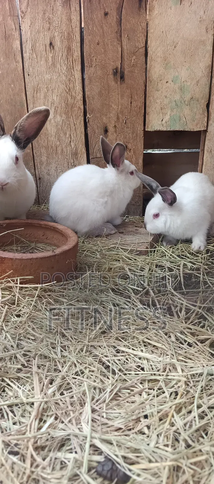 Pure Breed and Hybrid Rabbits