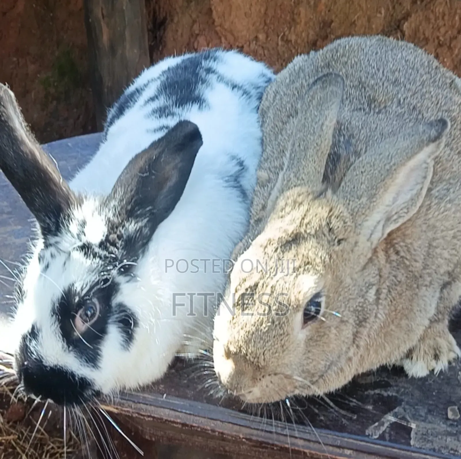 Pure Breed and Hybrid Rabbits