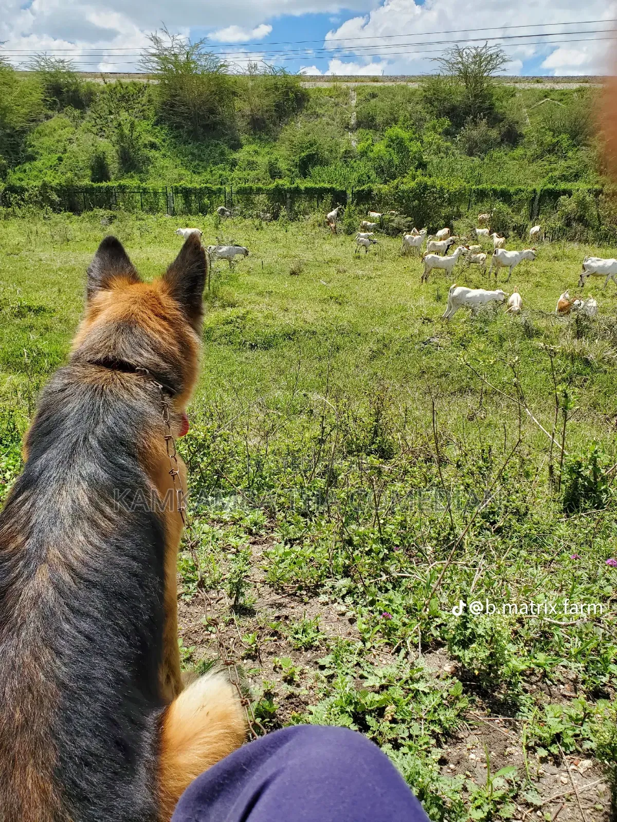 1+ year Female Purebred German Shepherd