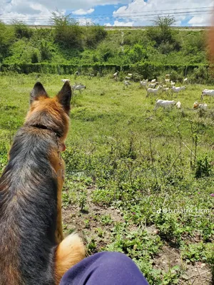 1+ year Female Purebred German Shepherd