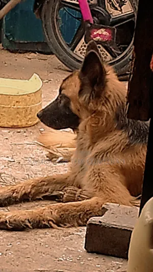 1+ year Female Purebred German Shepherd