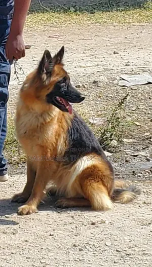 1+ year Female Purebred German Shepherd