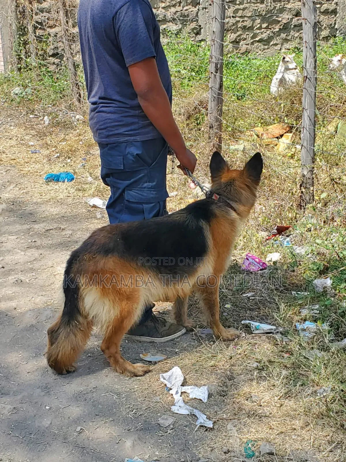 1+ year Female Purebred German Shepherd