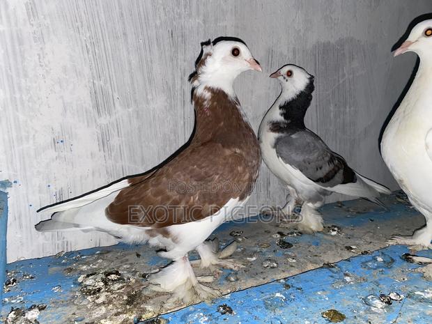 Beautiful Hungarian Pigeons Dove - main view