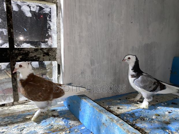 Beautiful Hungarian Pigeons Dove - thumbnail 3
