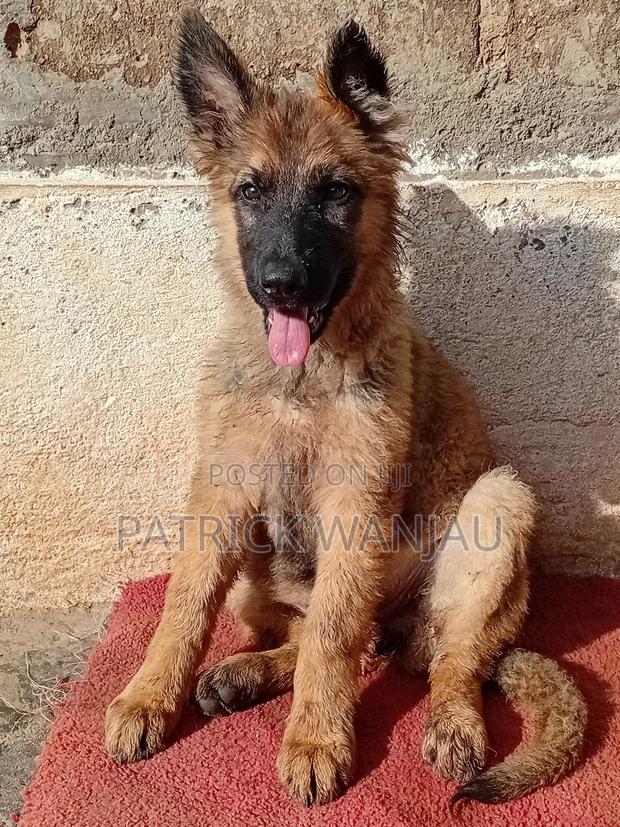 3-6 months Female Purebred German Shepherd