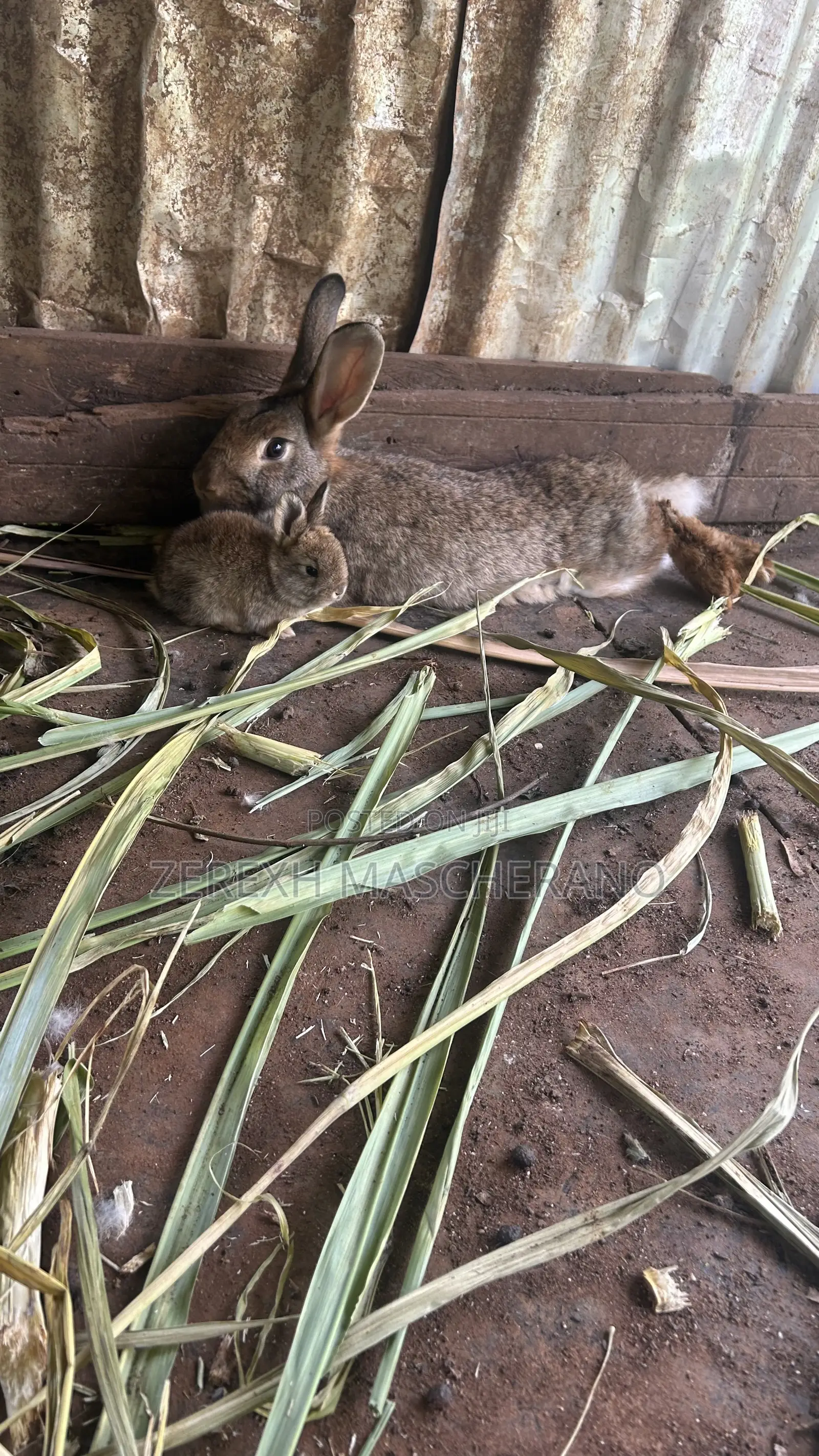 Flemish Giant Rabbits