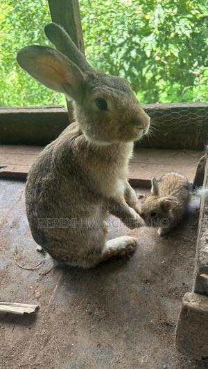 Flemish Giant Rabbits - main view