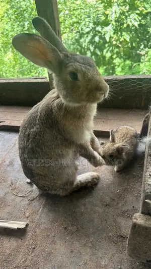 Flemish Giant Rabbits