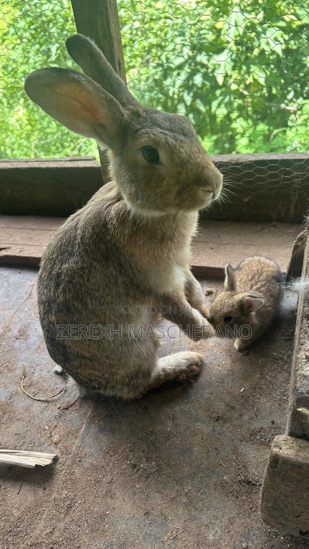 Flemish Giant Rabbits