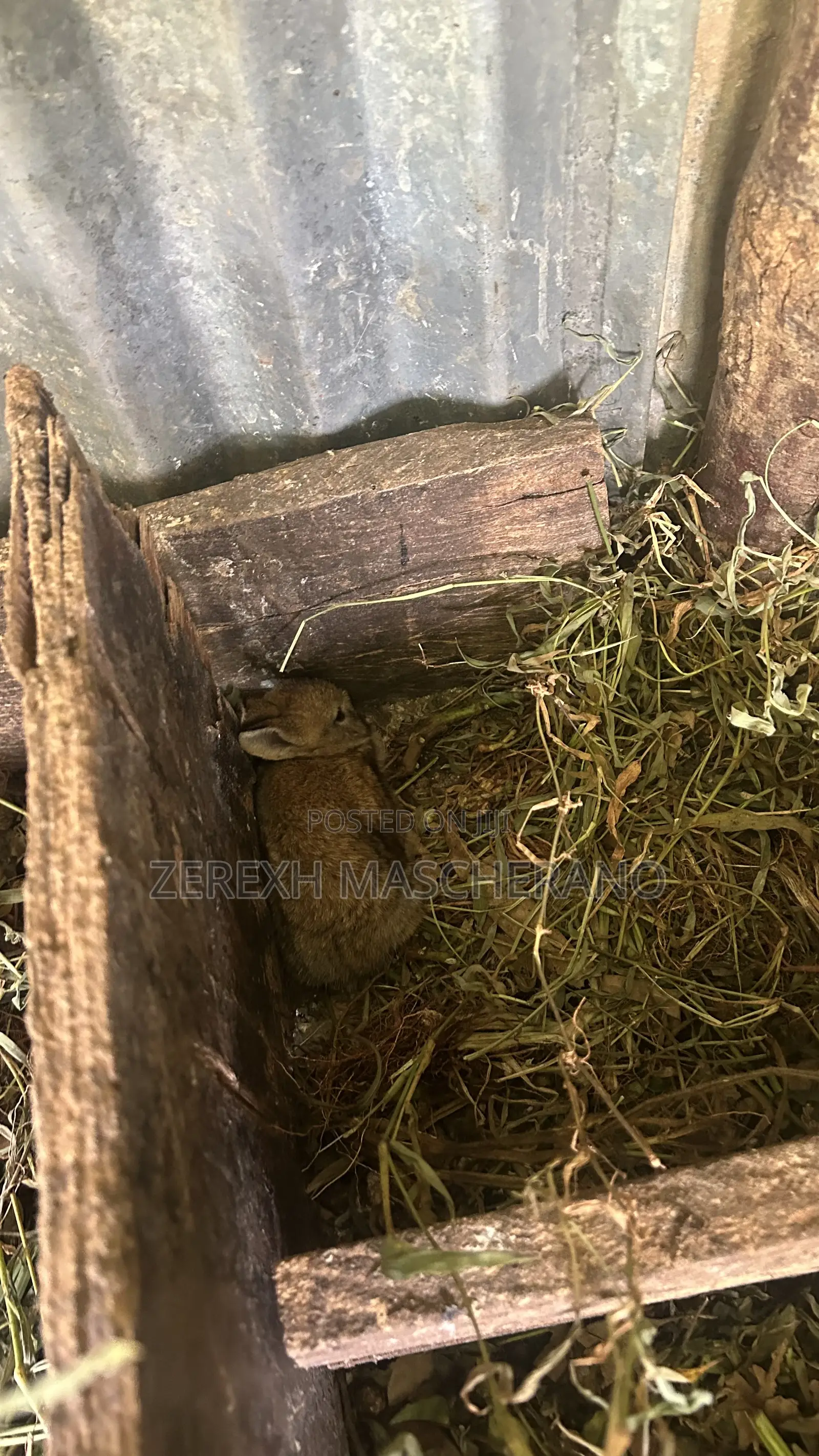 Flemish Giant Rabbits