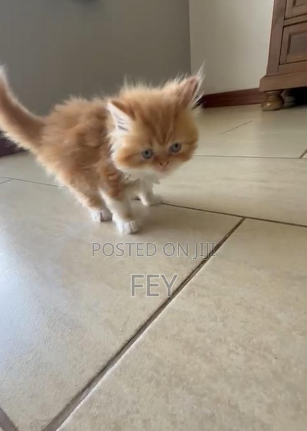 1-3 months Female Purebred Persian - main view