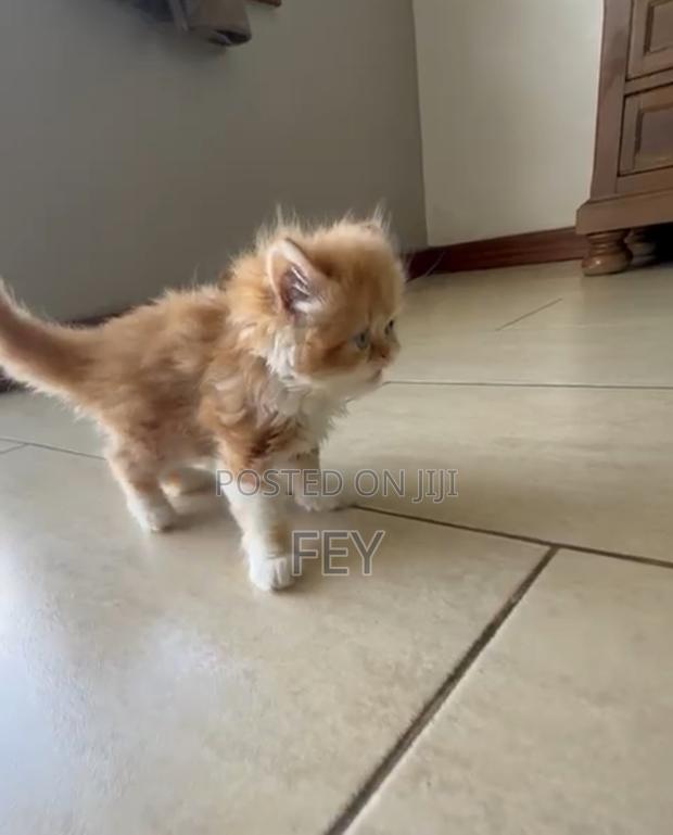 1-3 months Female Purebred Persian - thumbnail 3