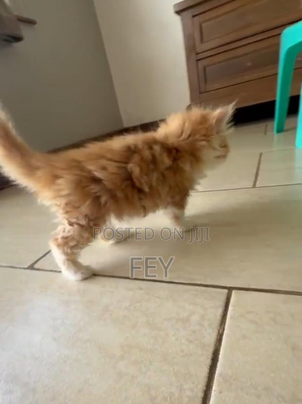 1-3 months Female Purebred Persian - thumbnail 4