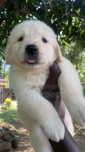 1-3 months Male Purebred Golden Retriever