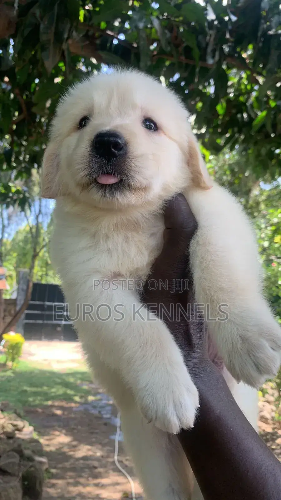 1-3 months Male Purebred Golden Retriever