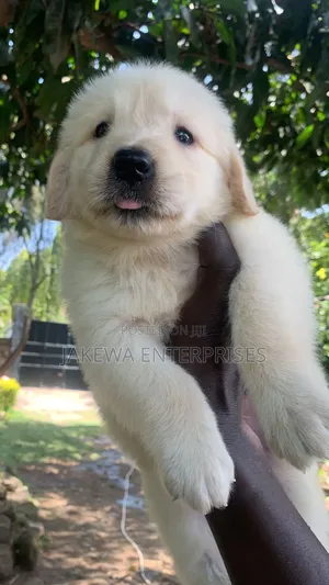 1-3 months Male Purebred Golden Retriever