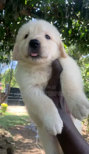 1-3 months Male Purebred Golden Retriever