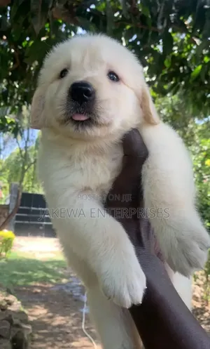 1-3 months Female Purebred Golden Retriever