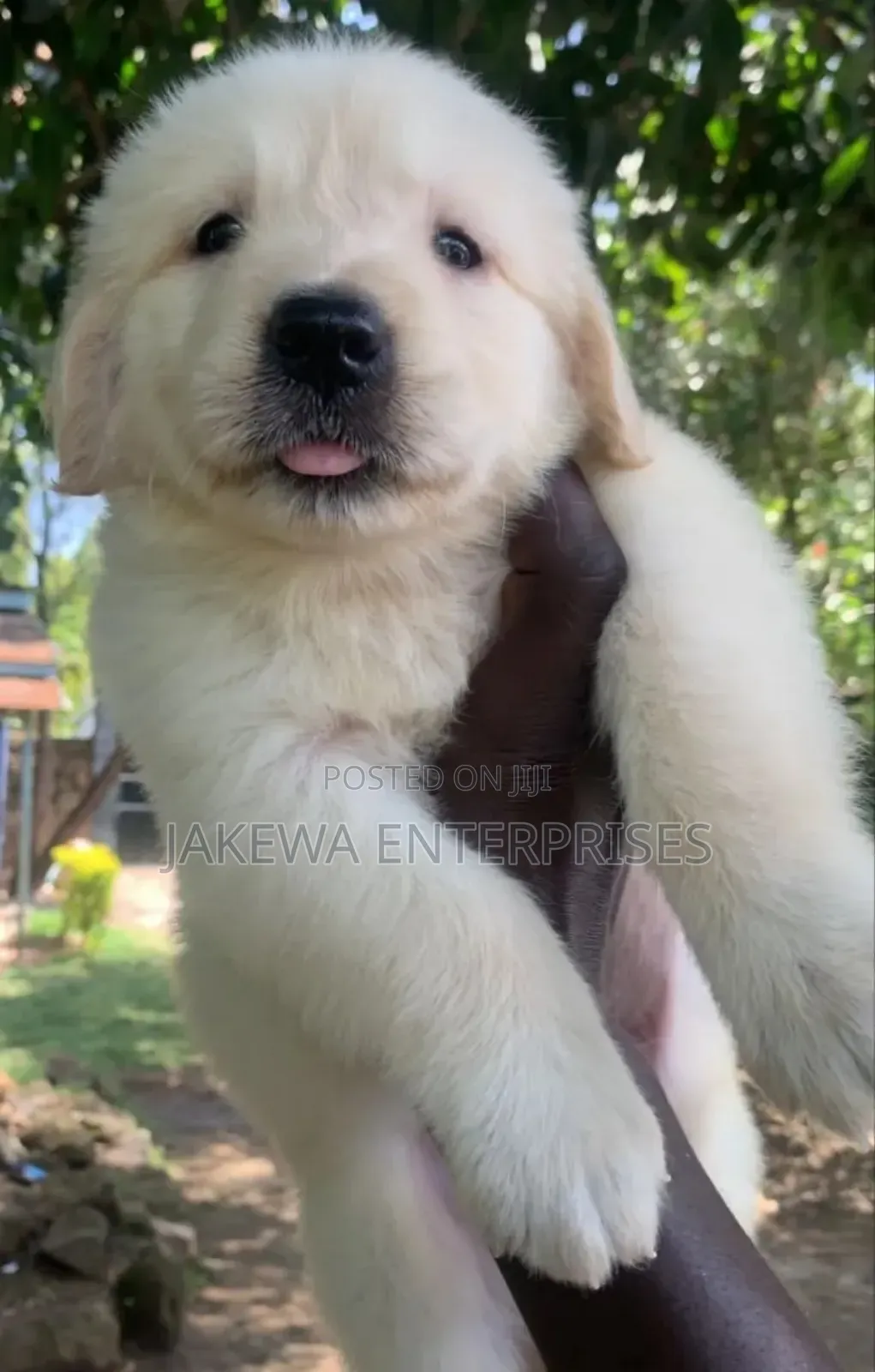 1-3 months Male Purebred Golden Retriever