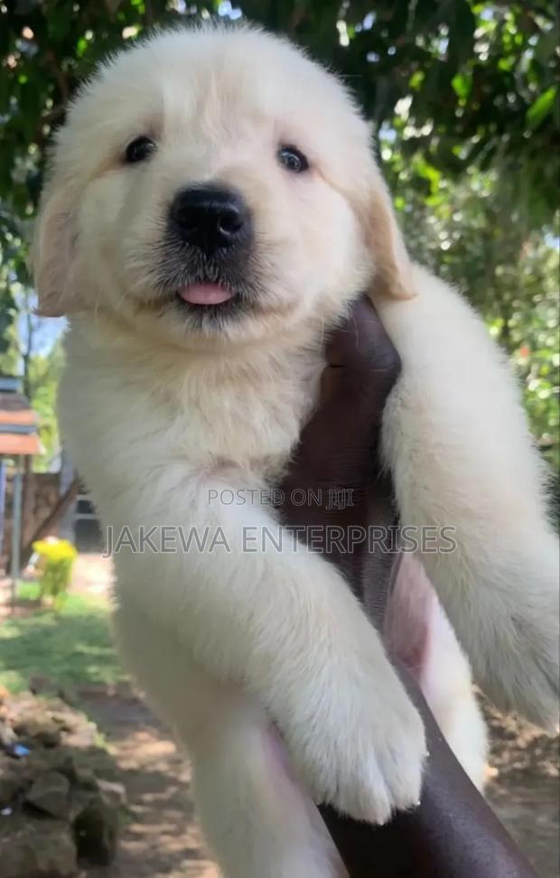 1-3 months Male Purebred Golden Retriever