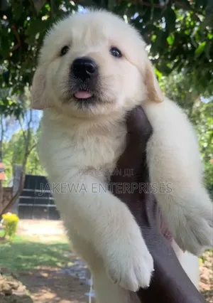 1-3 months Male Purebred Golden Retriever