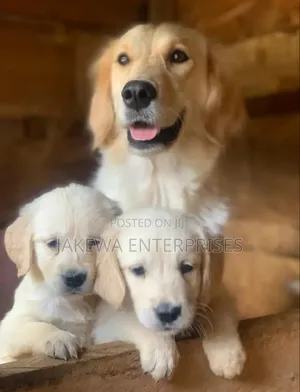 1-3 months Female Purebred Golden Retriever